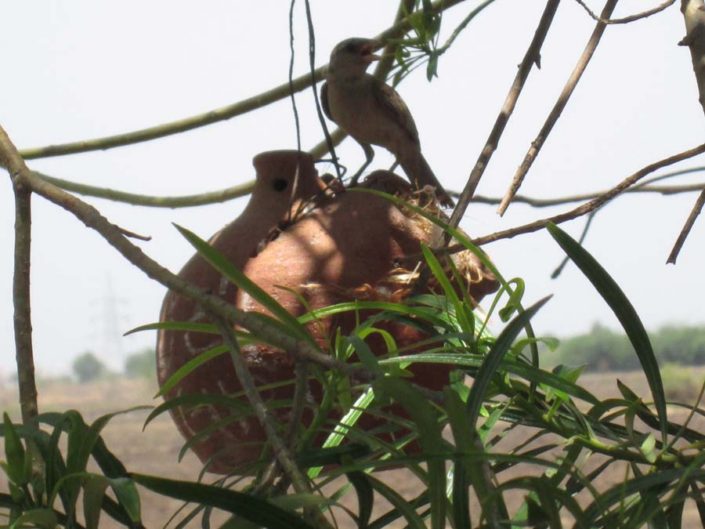 Terracotta Birds Nesting Box Terracotta World