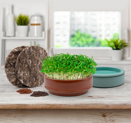Photo of terracotta micro grower dish with cress seedlings