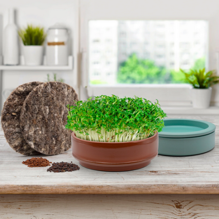 Photo of terracotta micro grower dish with cress seedlings